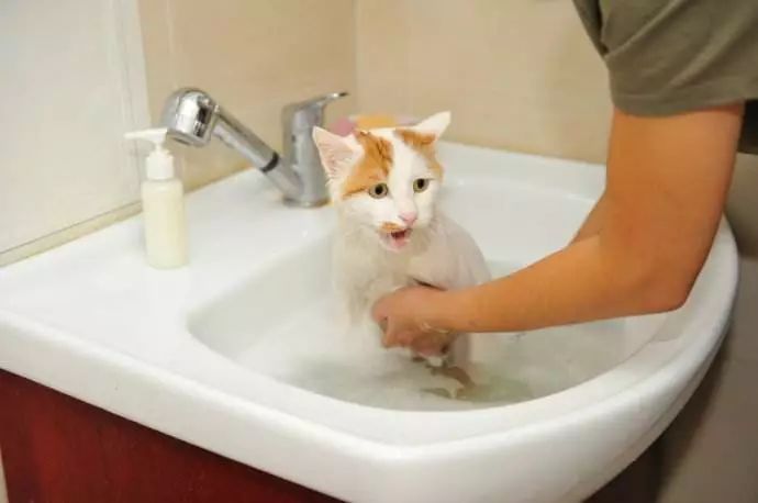 初次洗猫攻略如何安全的给猫洗澡,猫咪洗护专场教你如何洗猫