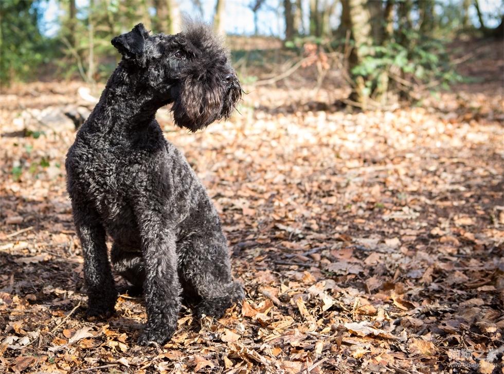 最齐全的狗狗品种介绍及图片,带你了解一下常见狗狗的品种