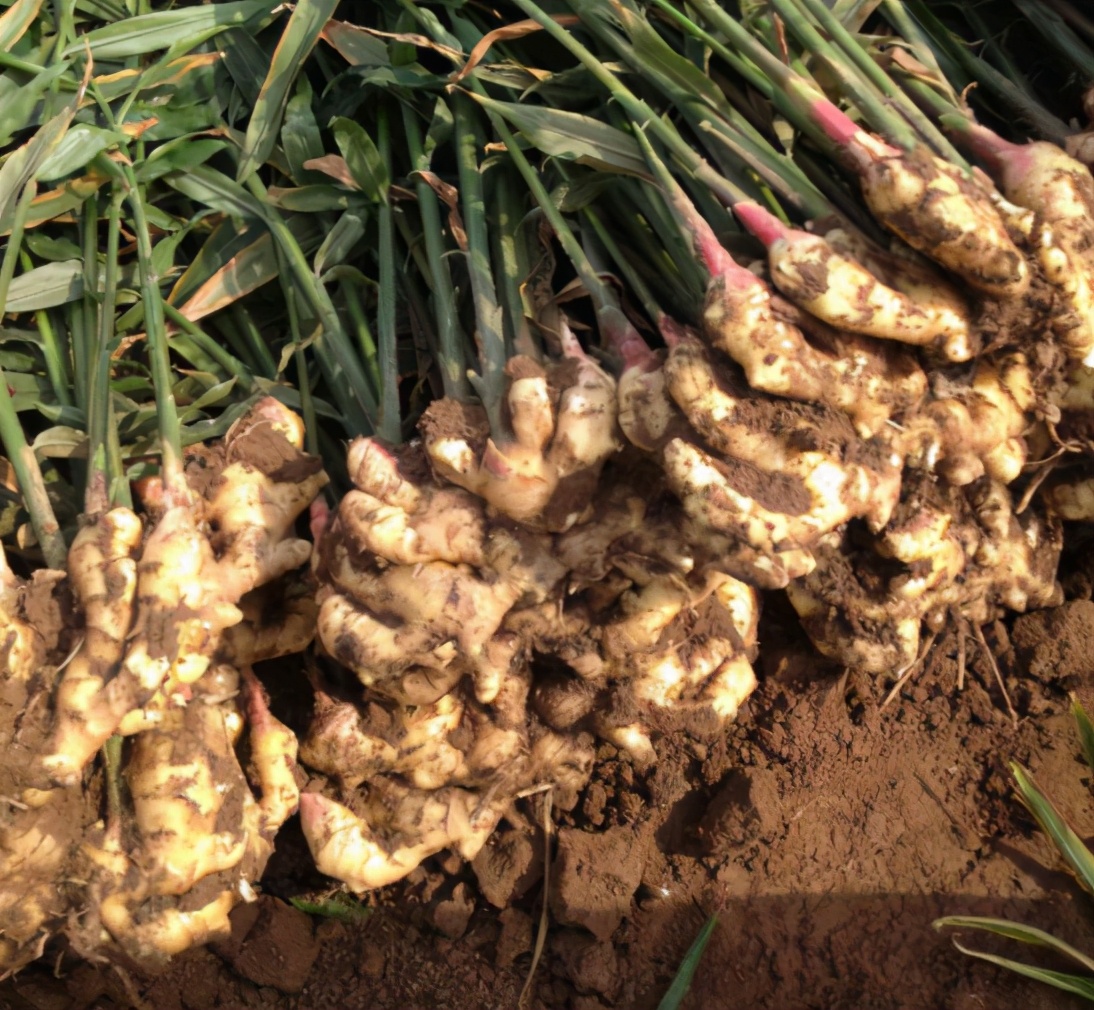 草木灰种生姜技术,桶种生姜技术