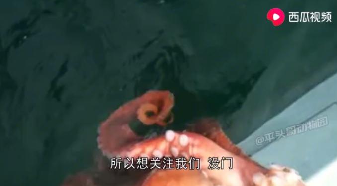 章鱼智商那么高怎么没统治地球,八爪章鱼的智商相当于人类几岁