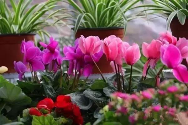 100种常见花卉资料大全,常见100种花卉介绍图片