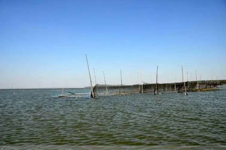 养蟹20年的老蟹农总结的经验,如何让江苏螃蟹养得好也卖得好