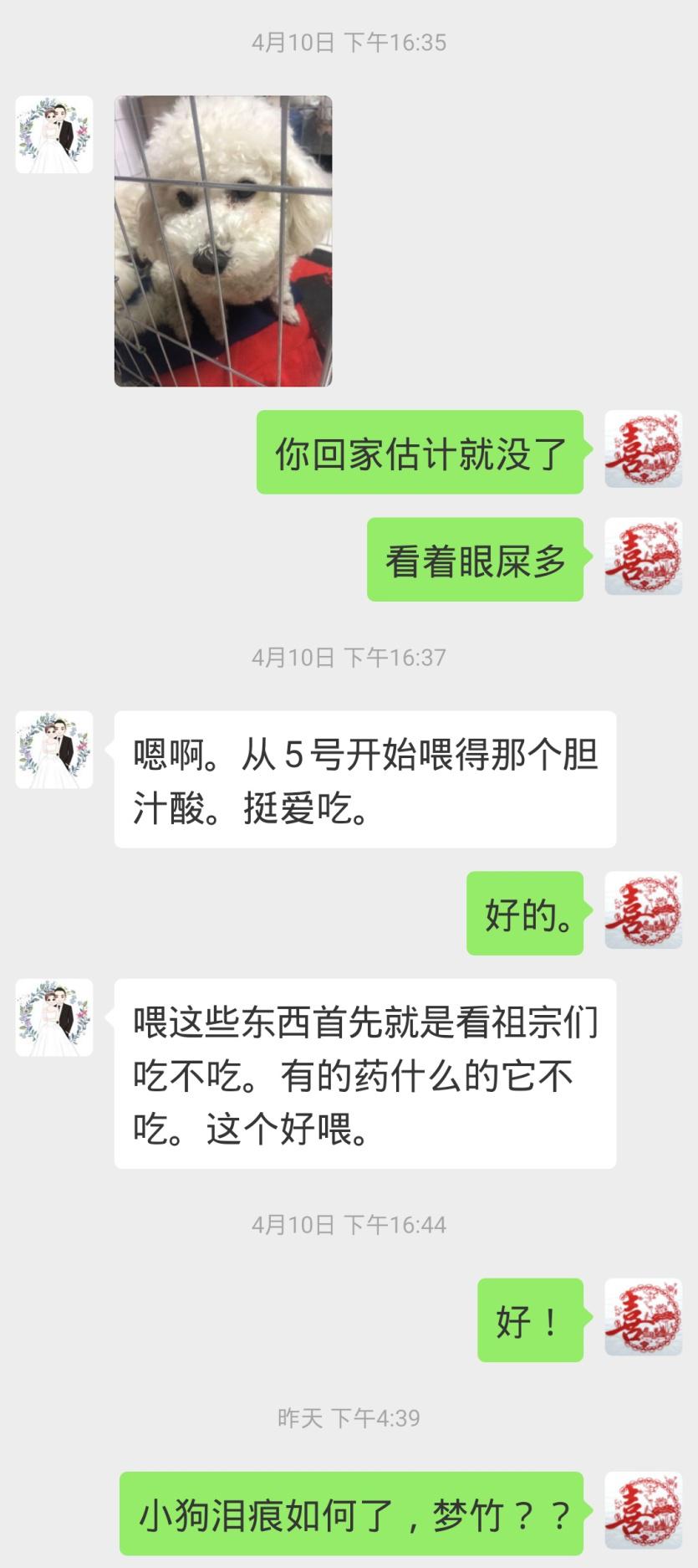 比熊有泪痕可以滴人的眼药水吗,比熊吃什么牌子狗粮能消除泪痕