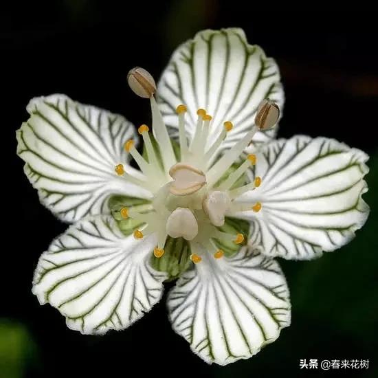 神奇的植物图片及介绍大全,十大最好的神奇植物