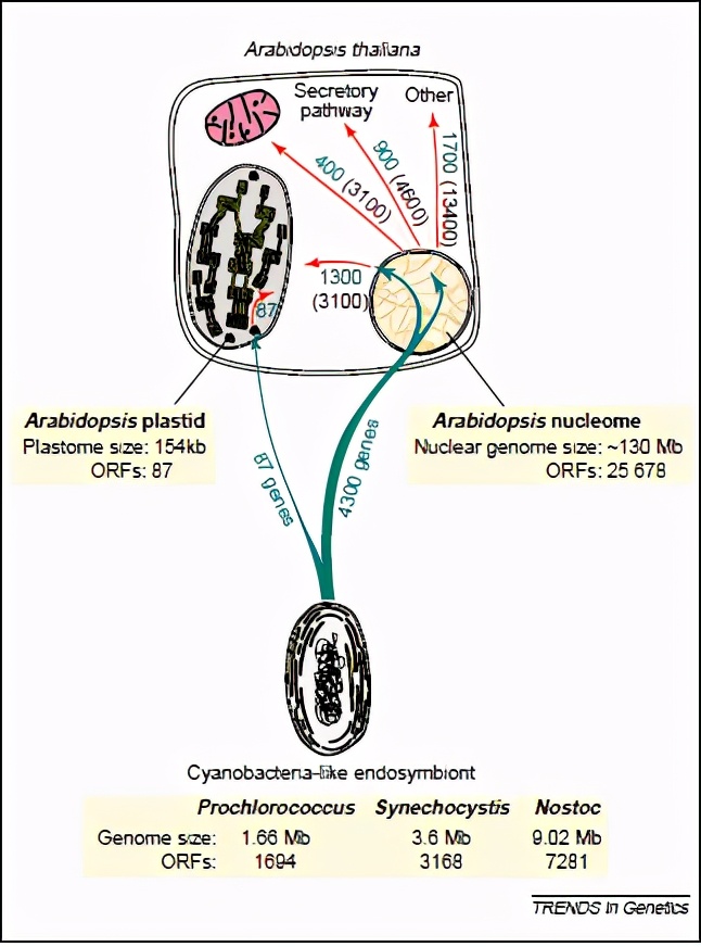 叶绿体的作用及存在位置,叶绿体结构及功能详解