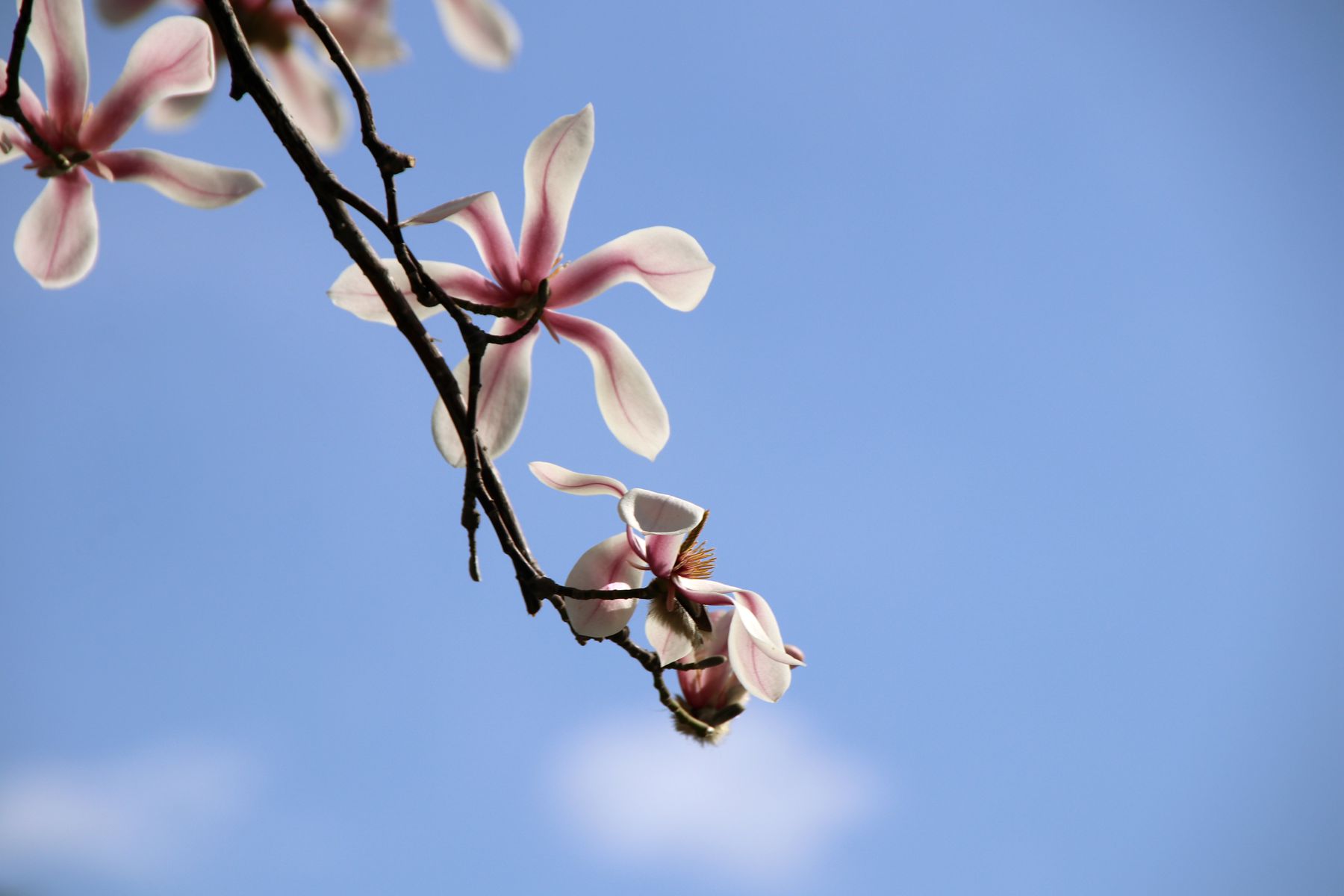 朋友两个字怎么注音,郭德纲解释什么是朋友原话