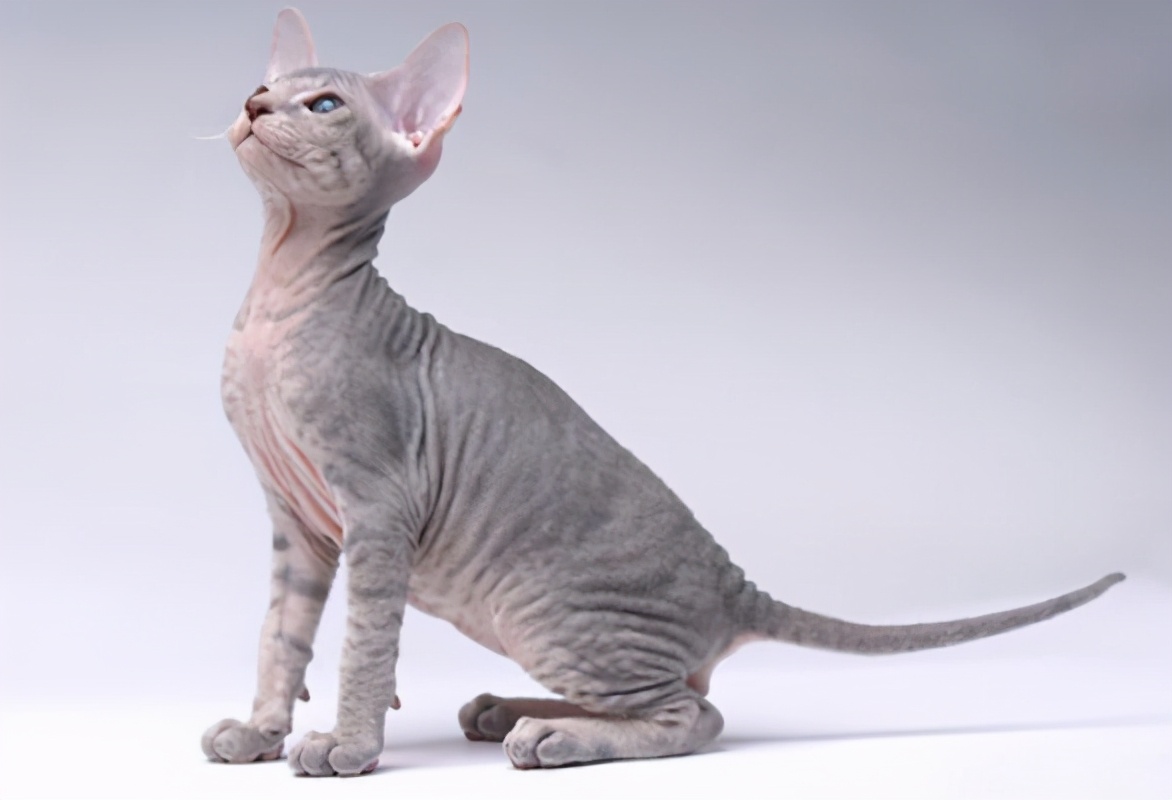 十种受欢迎的猫咪,6种最受欢迎的猫咪