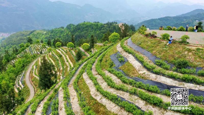 重庆斗茶大赛,重庆市斗茶大赛