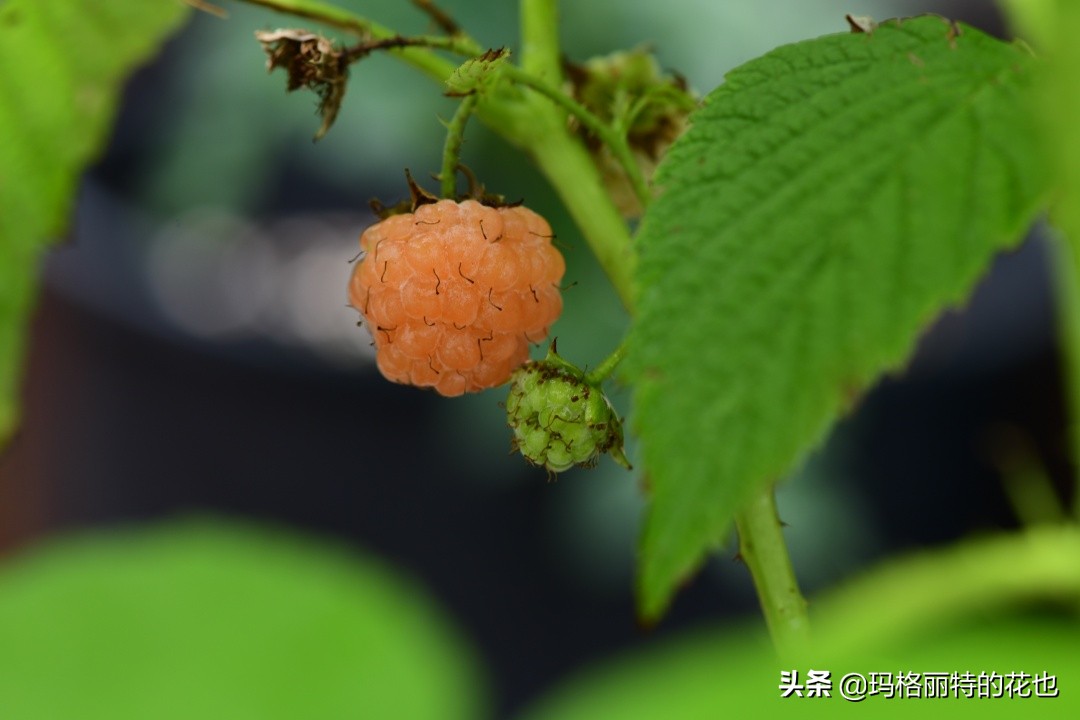 树莓在庭院怎么种植,树莓可在院子里种吗