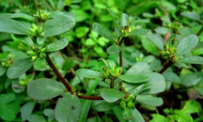 它是菜也是药，小小野草大功效，预防小儿腹泻，降脂瘦腰淡皱纹！