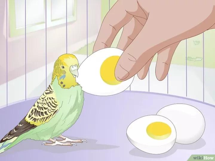 外国虎皮鹦鹉喂养视频,两个月的虎皮鹦鹉喂养