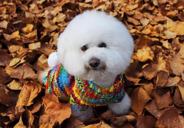 比熊犬舔你是怎么回事,比熊犬舔你的脸是为什么