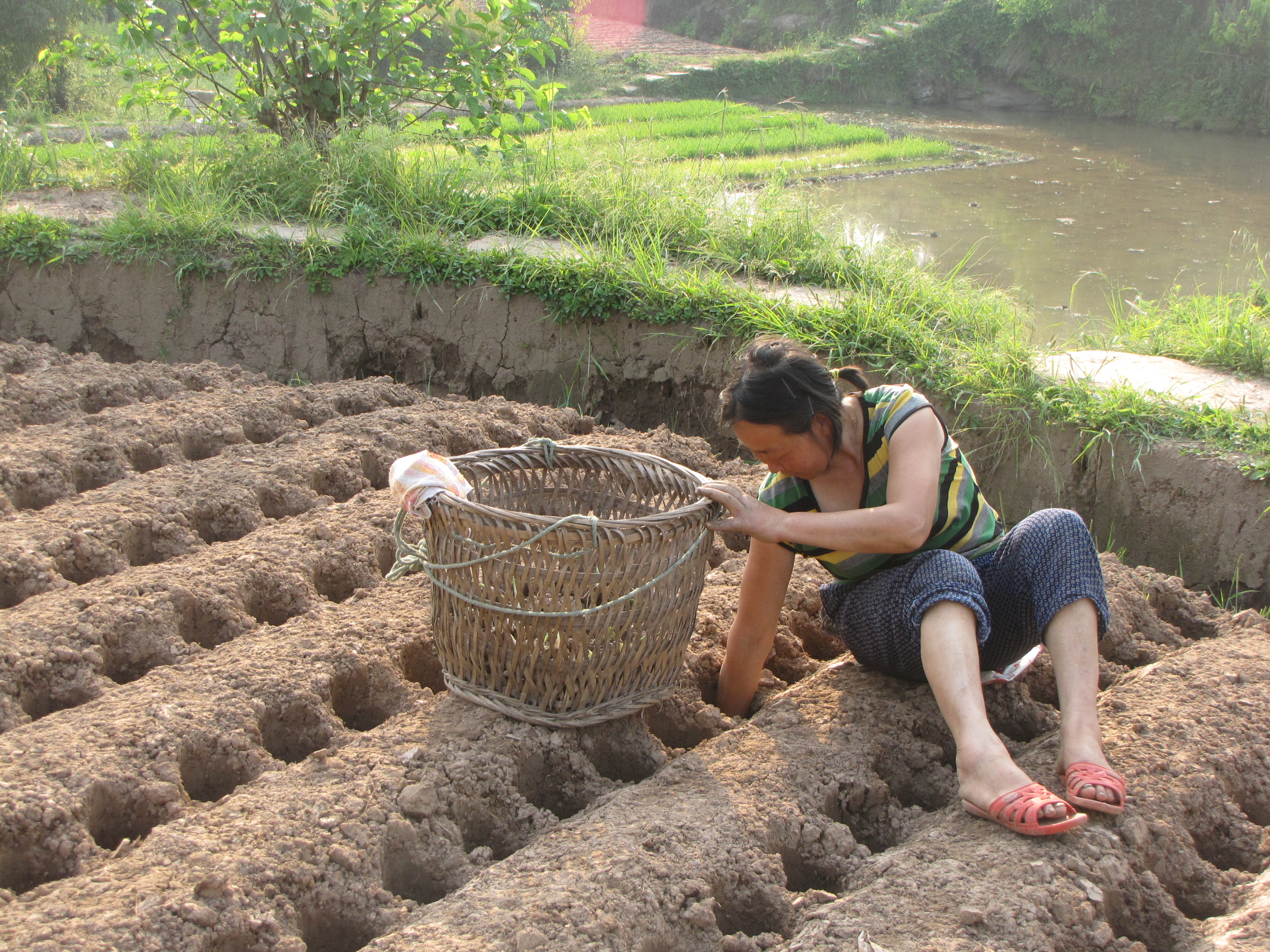 生姜撬窝种植有哪些优势,生姜撬窝种植多大直径