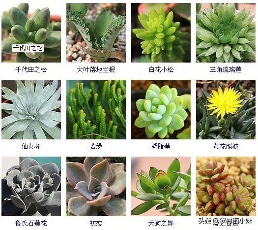 144种常见多肉植物品种名称图鉴,500种多肉植物名称大全