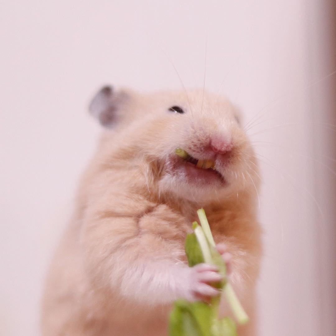 仓鼠挑食食欲不振给它吃什么,仓鼠挑食几招能让仓鼠乖乖吃饭