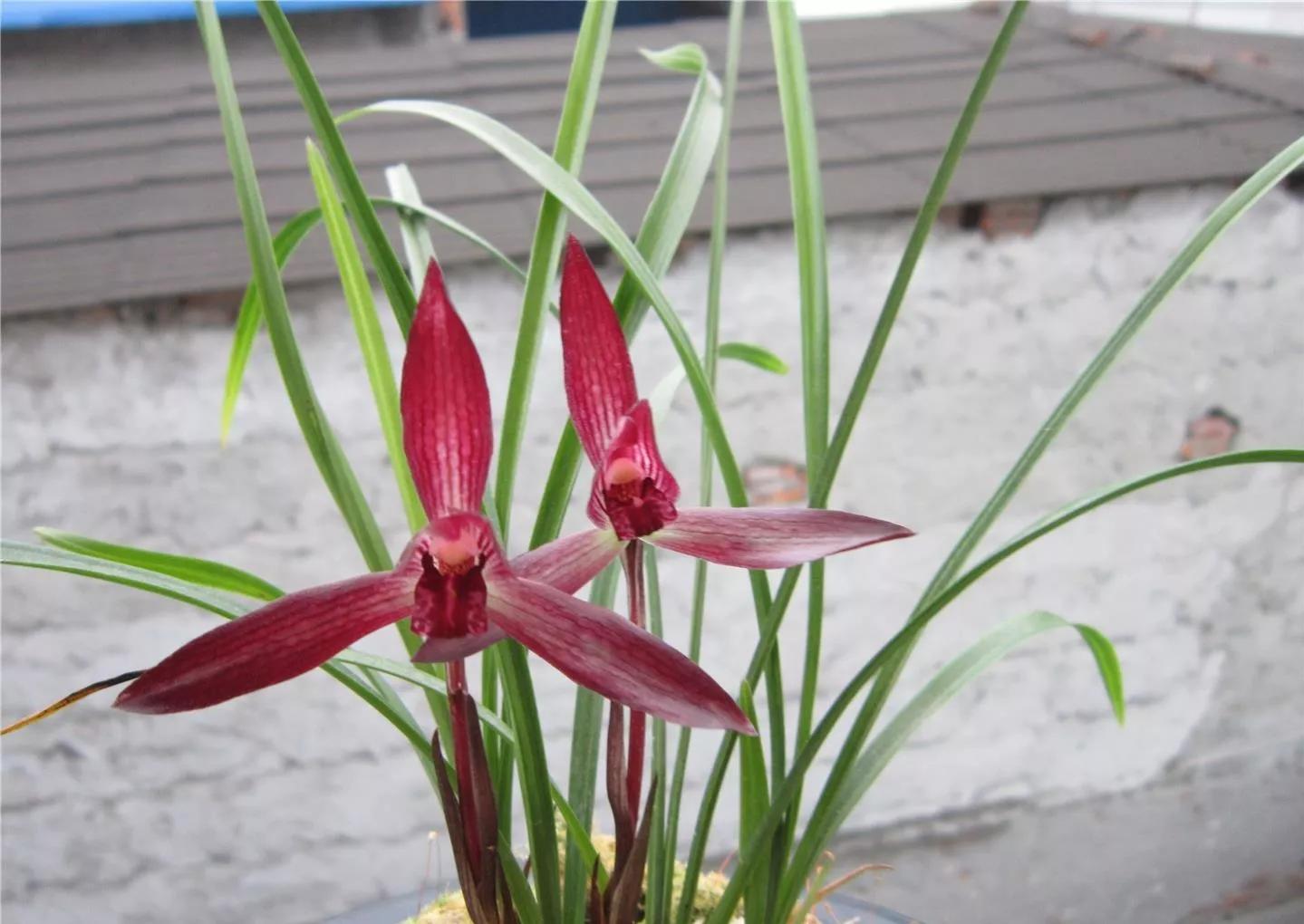 云南玉溪的春兰品种有哪些,云南玉溪最好的兰花