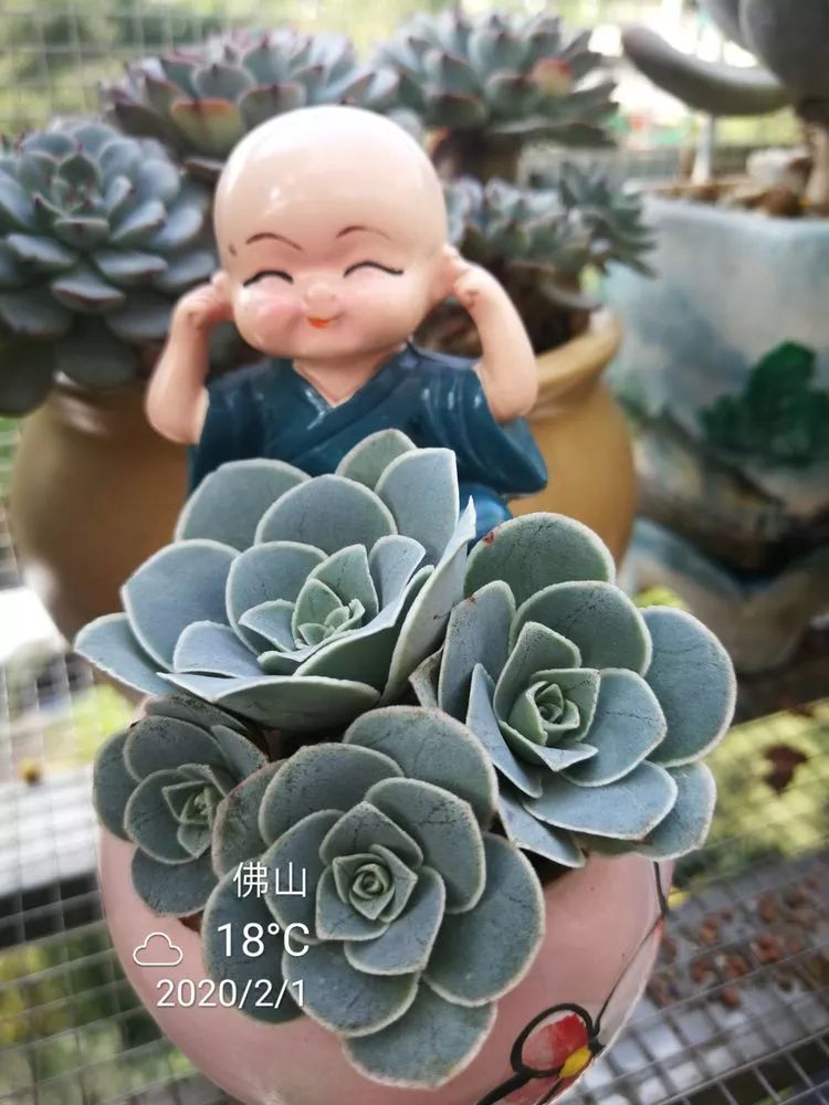 一杯清茶一道暖阳,一杯清茶温暖的时光