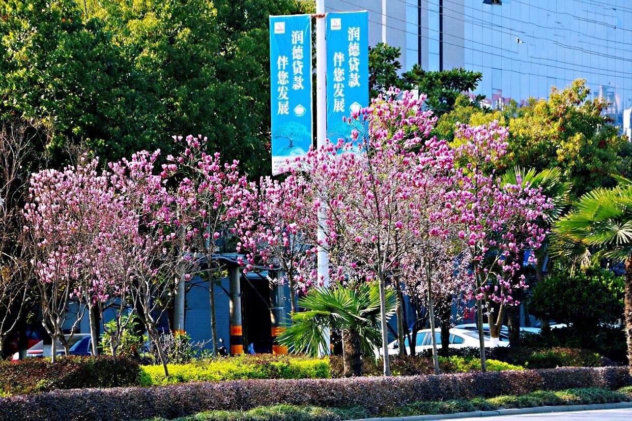 望春玉兰花盛开,造型望春玉兰