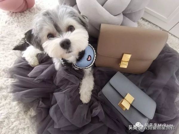 好看又大的宠物包,超好看的宠物包