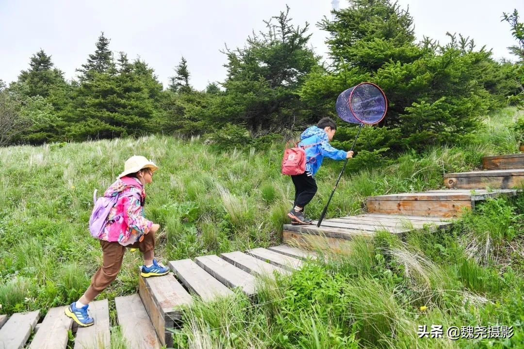 各个季节的野生兰花,北京百花山野生兰花图片