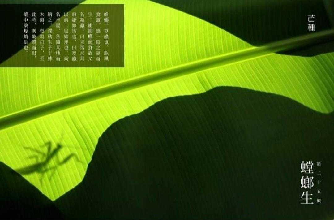 二十四节气芒种背景音乐,二十四节气芒种对应的诗