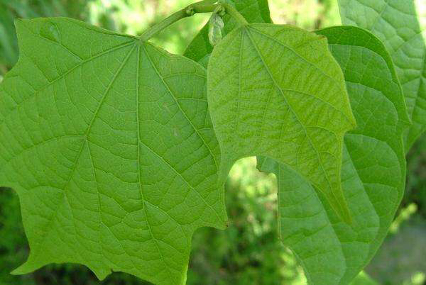 中药材八角的图片大全,中药材八角枫根功效与作用