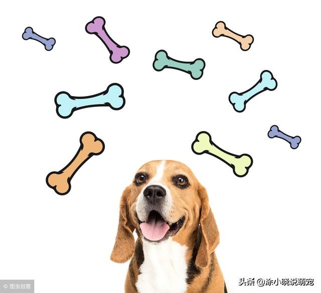 针对孕期中的狗狗，主人应如何解读狗狗孕期反应，孕期如何应对