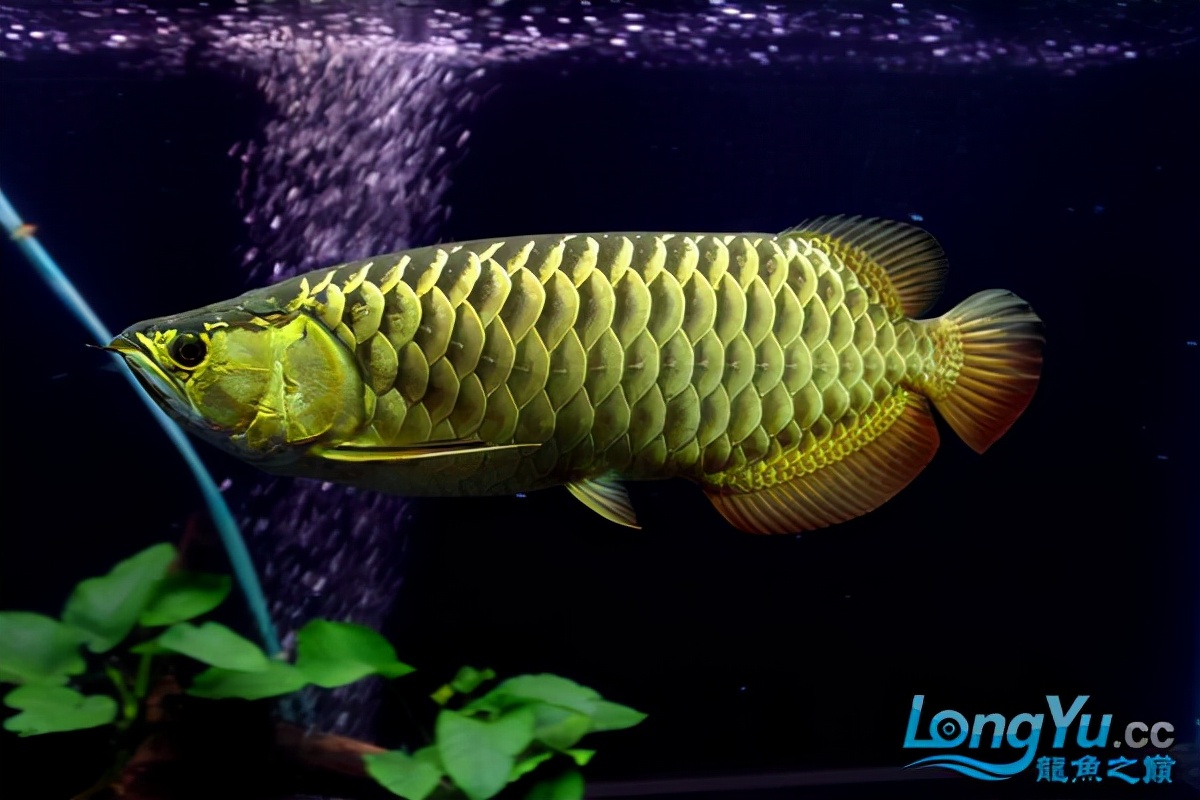 金龙鱼全过背是什么,金龙鱼最大纪录