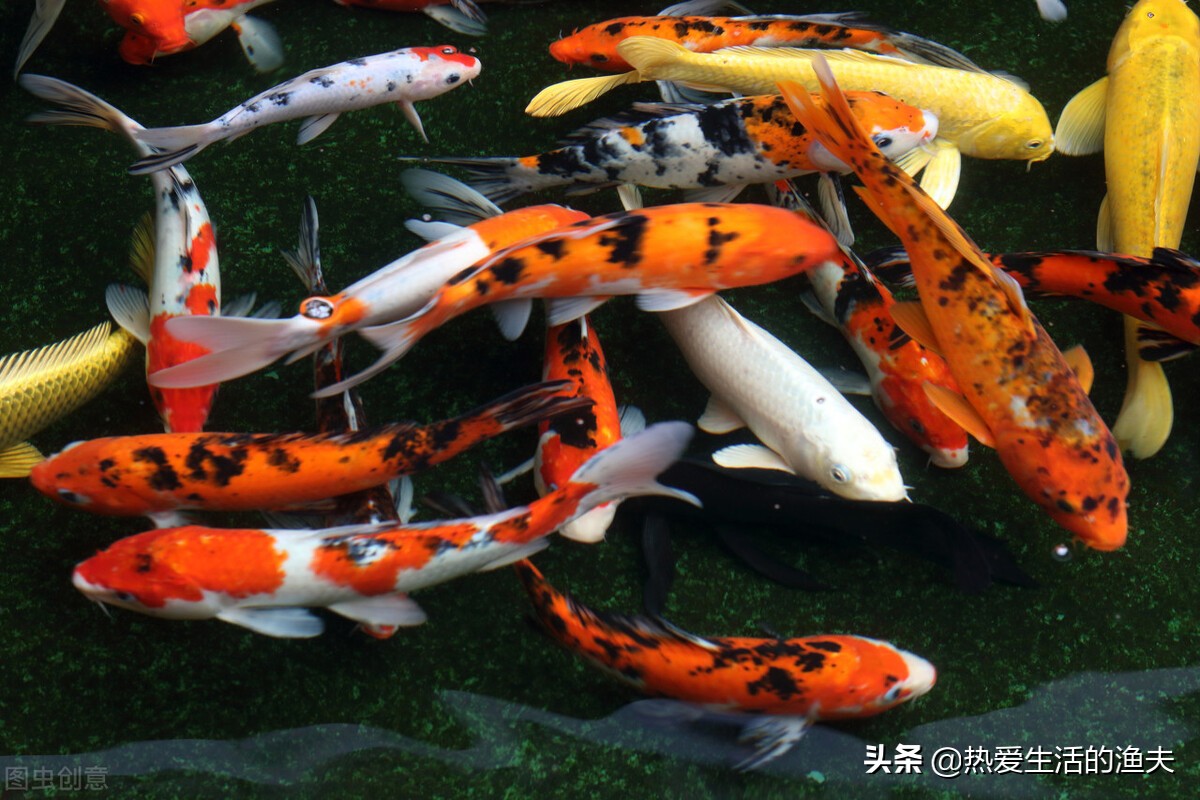 养鱼老是死鱼怎么办,新鱼缸养鱼怎么一个星期开始死鱼