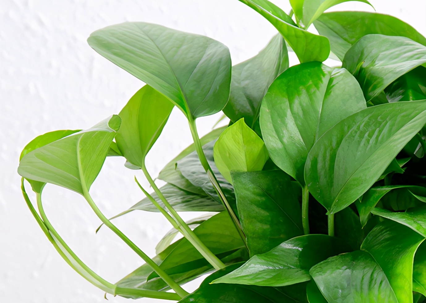 绿萝长期不见光怎么救,绿萝自然状态怎么越冬