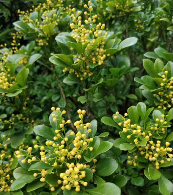 才买的米兰花怎么换盆呢,新买的米兰花怎样换盆换土