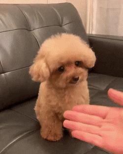 娉拌开濂藉吇杩樻槸閲戞瘺濂藉吇,娉曟枟鐘ソ杩樻槸娉拌开鐘ソ