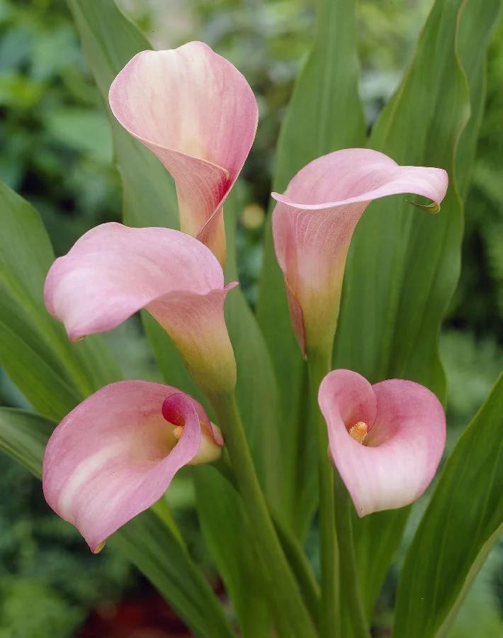 马蹄莲观赏内容,一盆马蹄莲