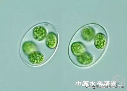 水产藻类大全图片,水产藻类知识大全