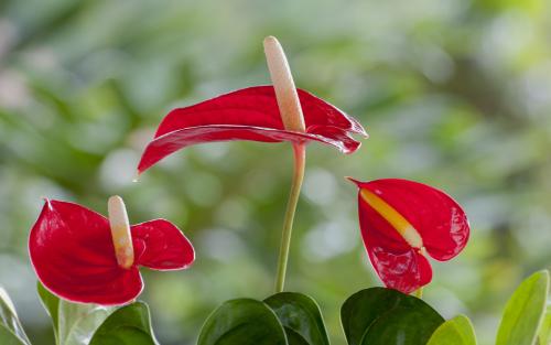 花卉夏天养什么最旺财,什么花草容易打理又要招财又好养