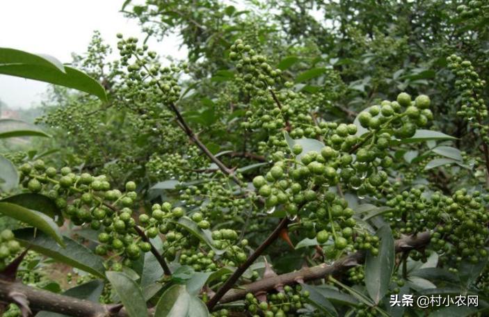 怎样种出高产花椒,农民种花椒技术视频