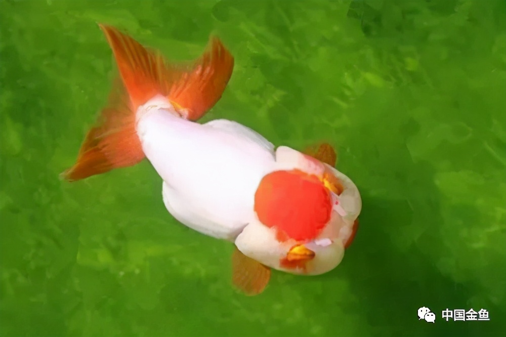怎么样才能挑出好的金鱼,如何选到心满意足的金鱼