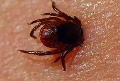 宝宝被蚊虫咬了之后该怎么处理,夏季蚊虫比较多如何避免宝宝被咬