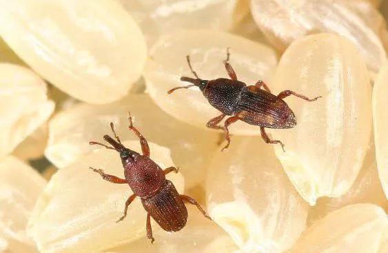 为什么大米夏天生虫子,大米在什么情况下会生虫子