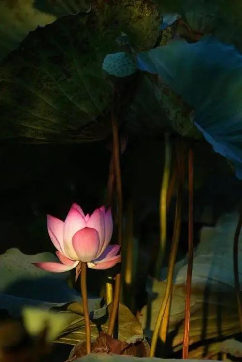 残荷虽败风骨犹存文案,残荷虽败能听雨