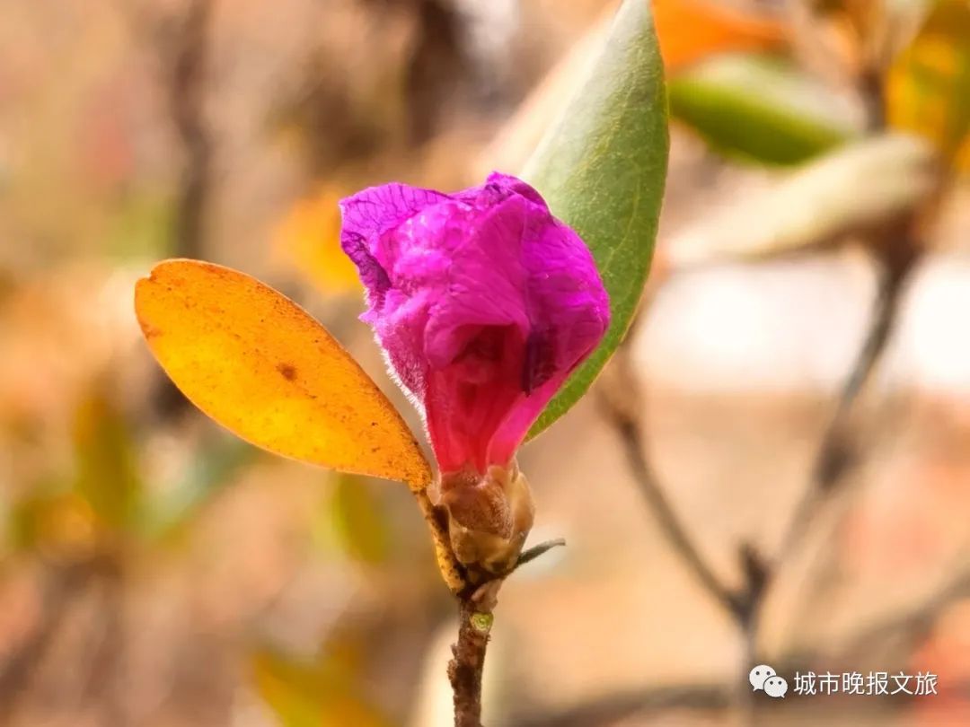 城晚拍拍丨秋色如画