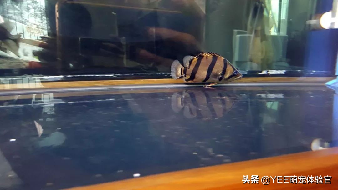 泰北虎养不活,泰北虎鱼为什么一直在缸底
