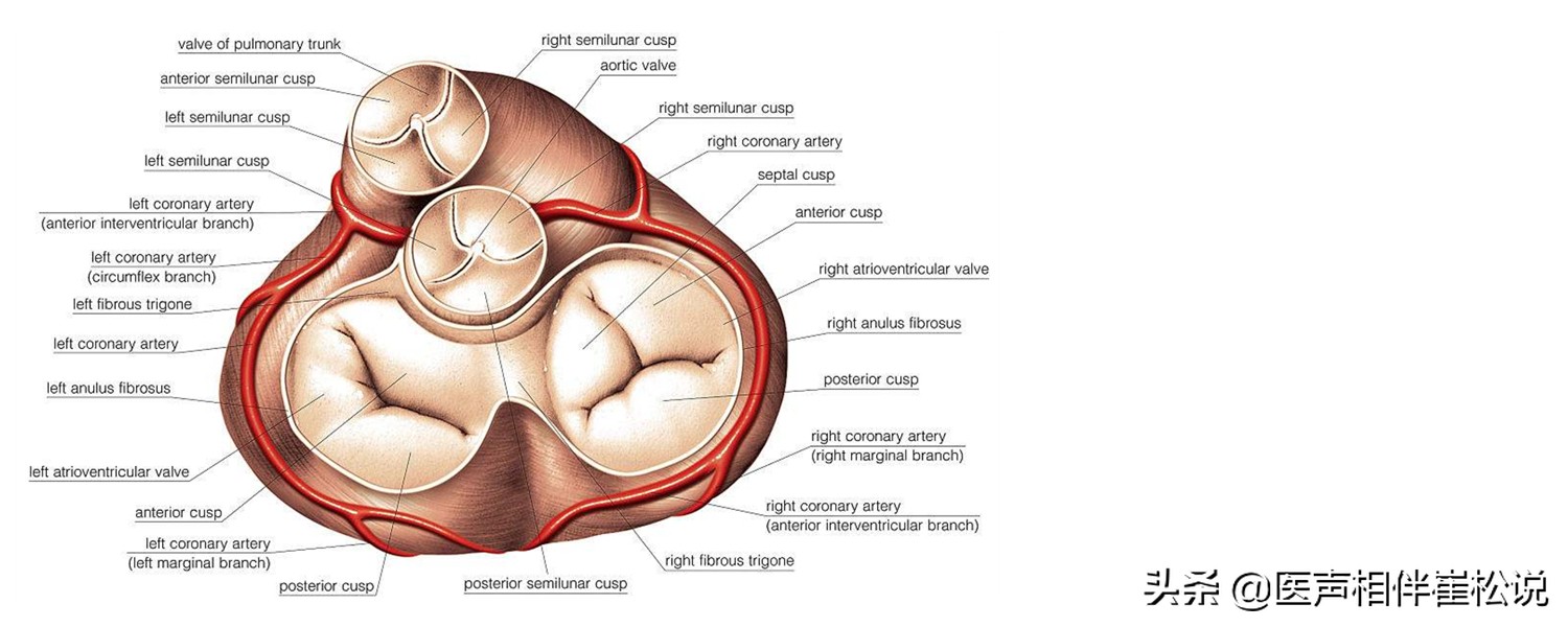 这份心脏说明书请收好,心脏保健手册