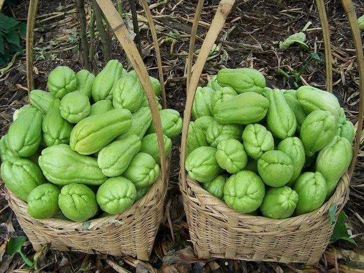 佛手瓜初次整枝打叉视频,佛手瓜怎么种植只摘瓜尖