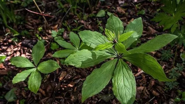 新鲜野生七叶一枝花能治病吗,农村野生七叶一枝花