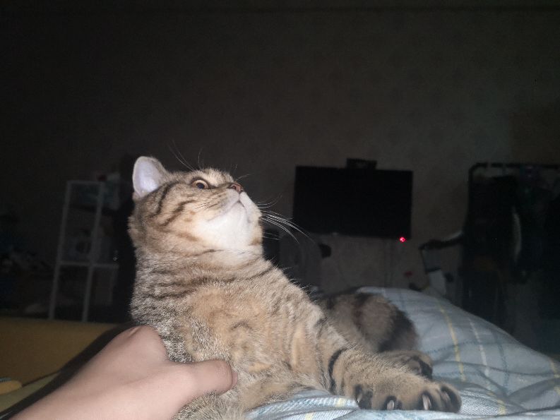 那些年养猫走过的弯路有哪些,新手养猫必备知识