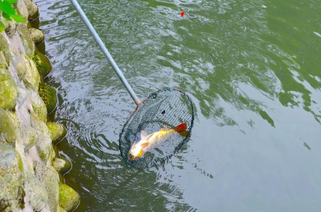 都江堰景区钓鱼地点推荐,都江堰垂钓好去处