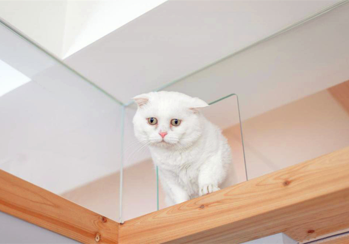 猫咪有没有被完全驯化,猫咪为什么能被驯化