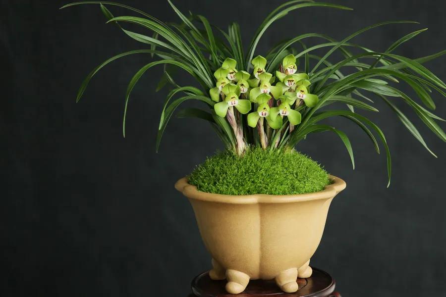 好看又好养的兰花有哪几种,推荐几款香味最好而且好养的兰花