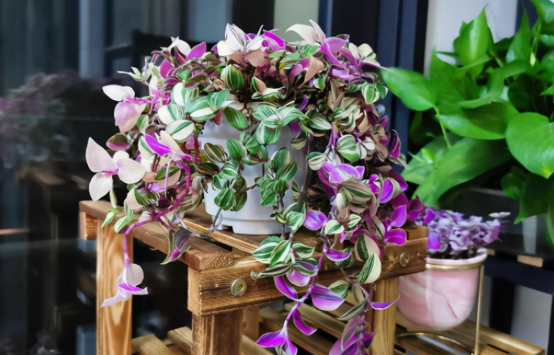 便宜的网红花有哪些图片,4种高颜值网红花